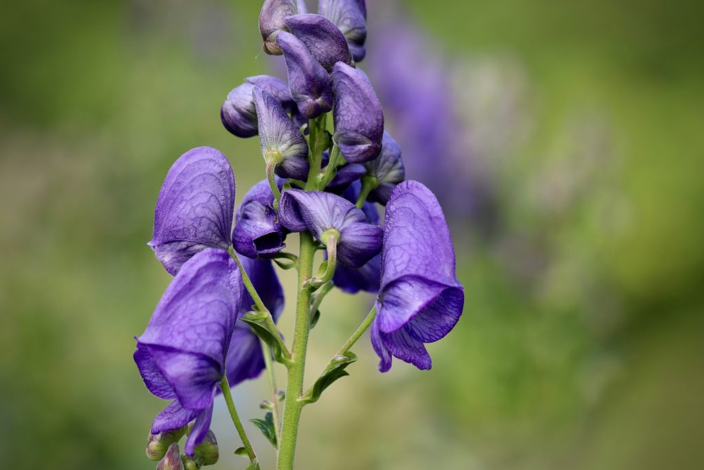 aconite