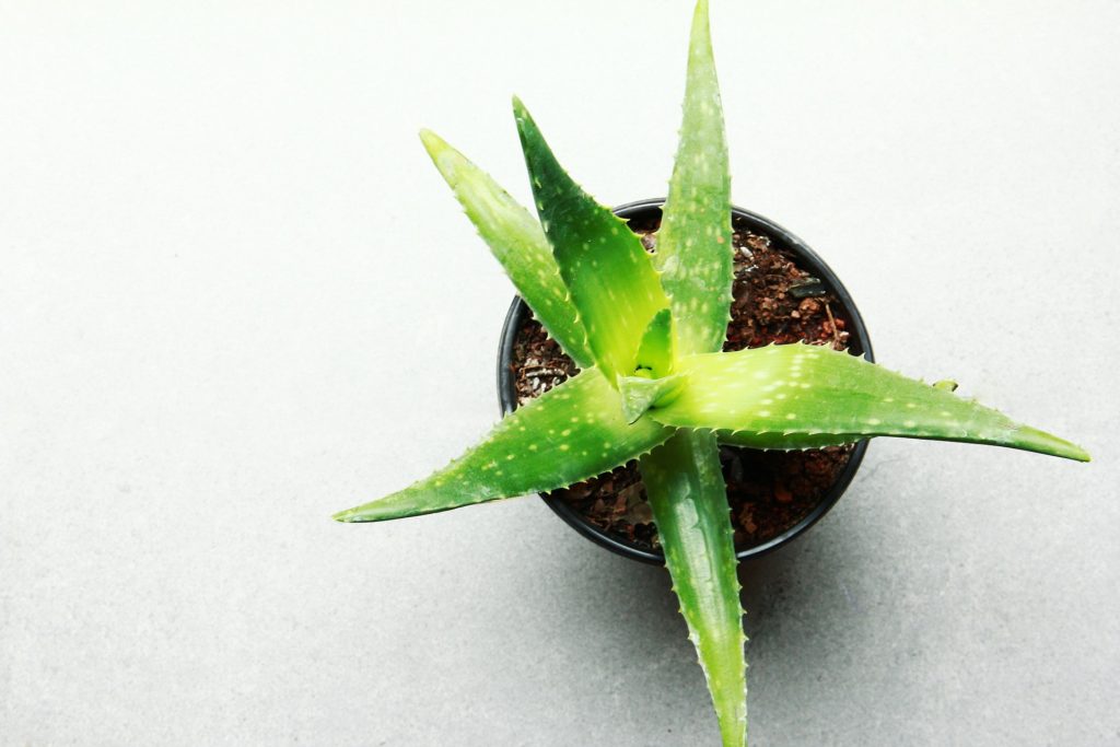 Aloe vera