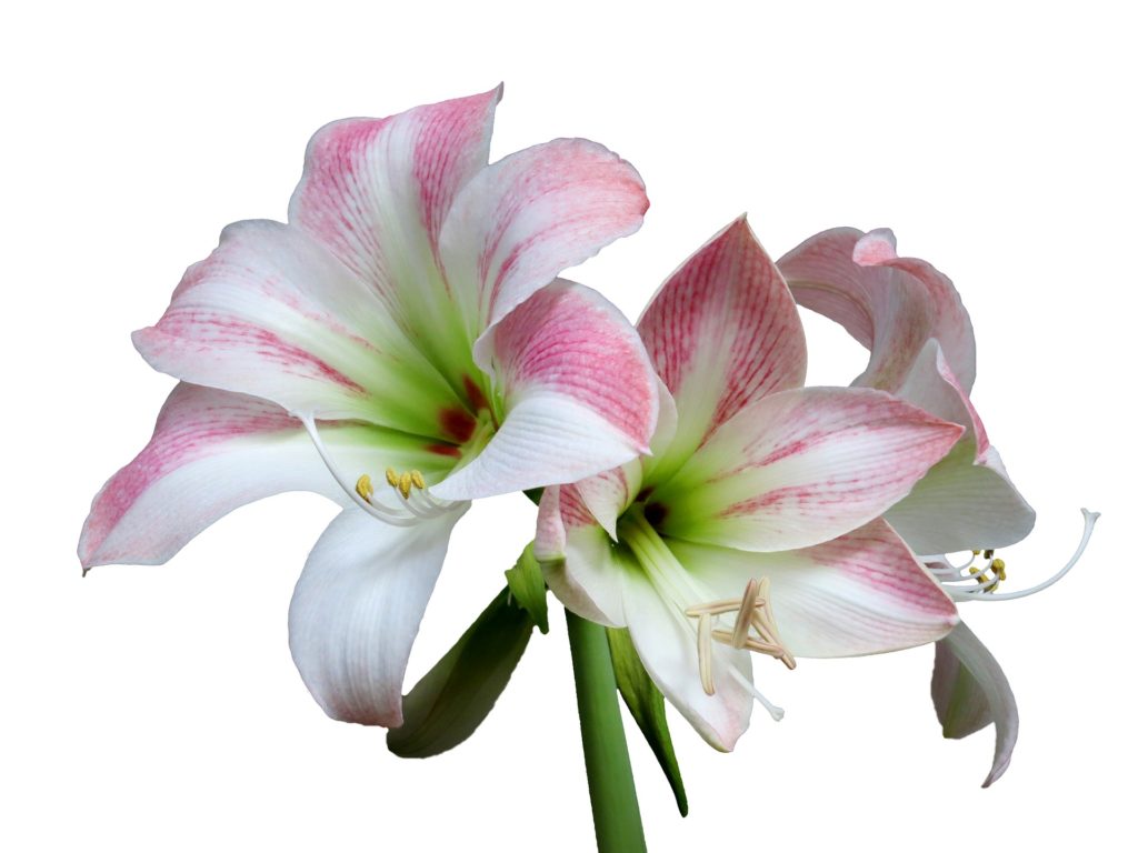 Amaryllis