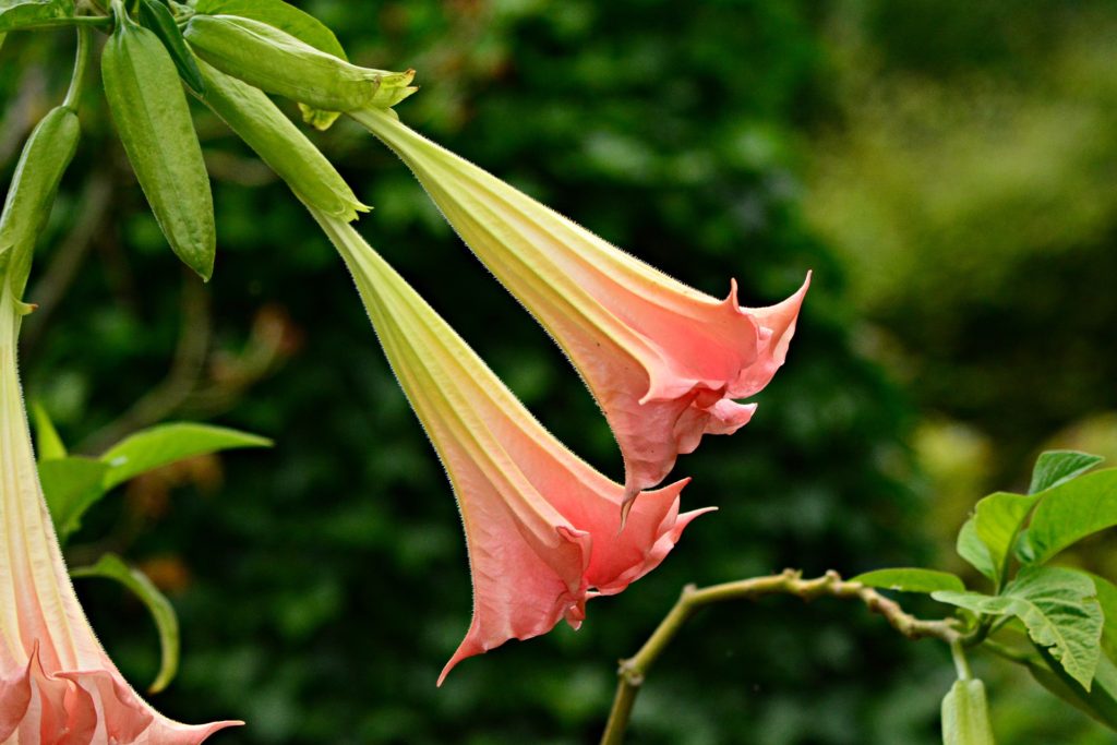 angels' trumpet