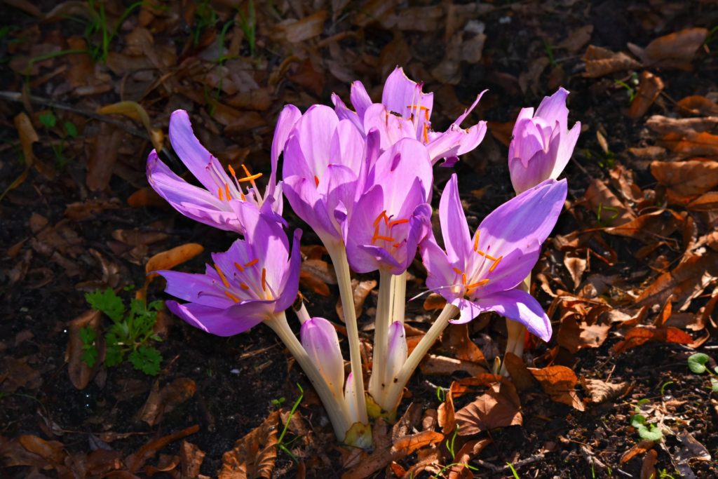 Autumn crocus