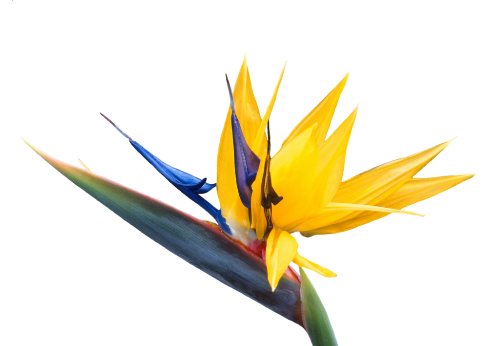 Bird of Paradise