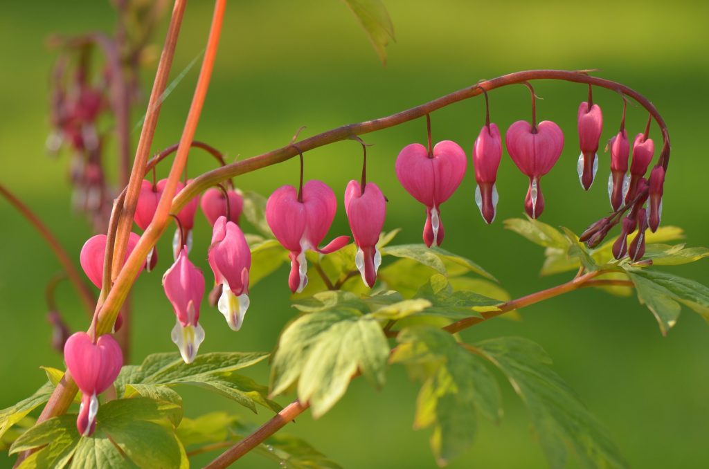 Bleeding heart