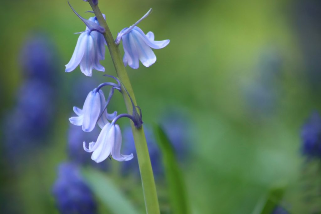 Bluebell