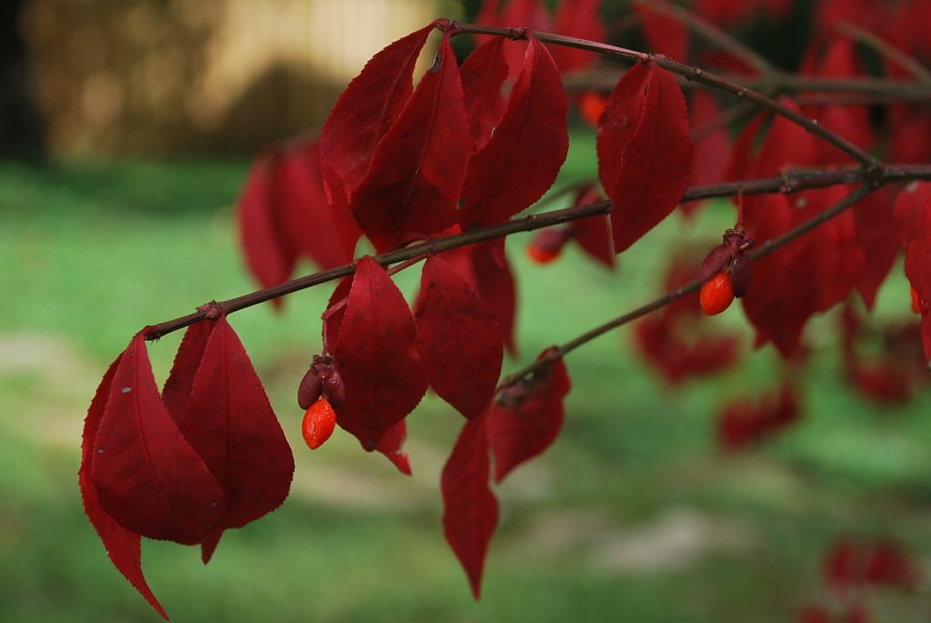 Burning Bush