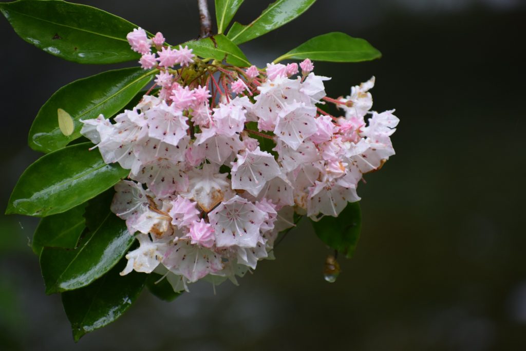 Calico Bush