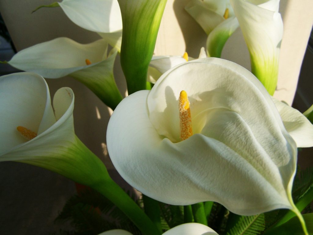 Calla lily