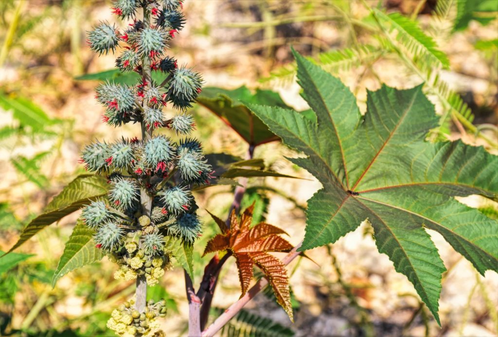 castor bean