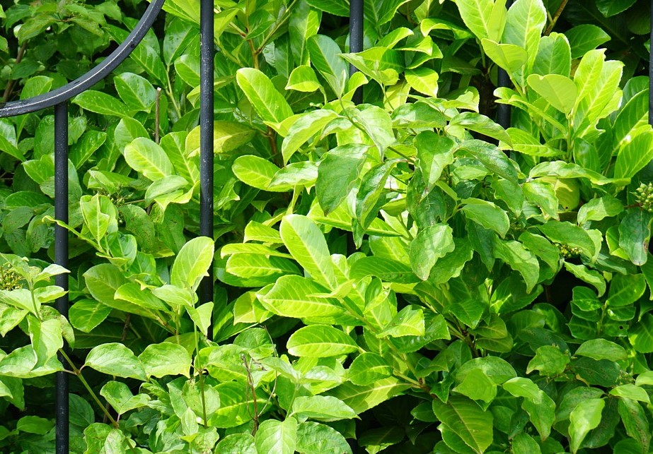 Cherry laurel