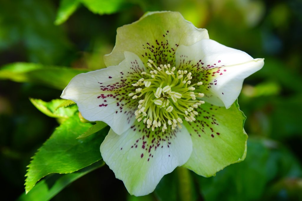 Christmas Rose