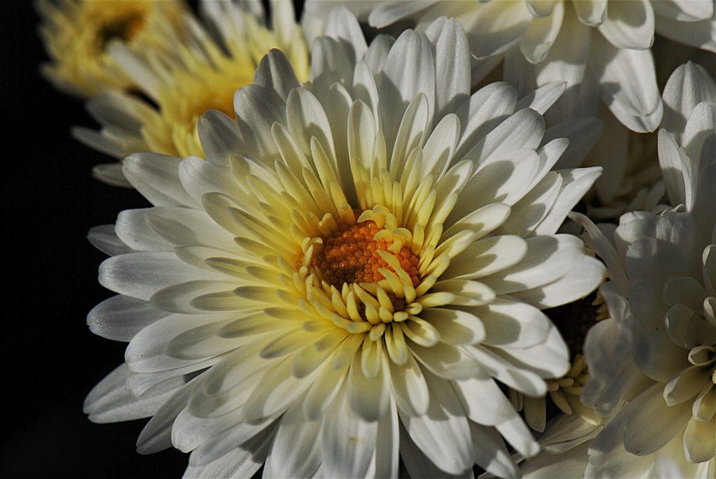 Chrysanthemum