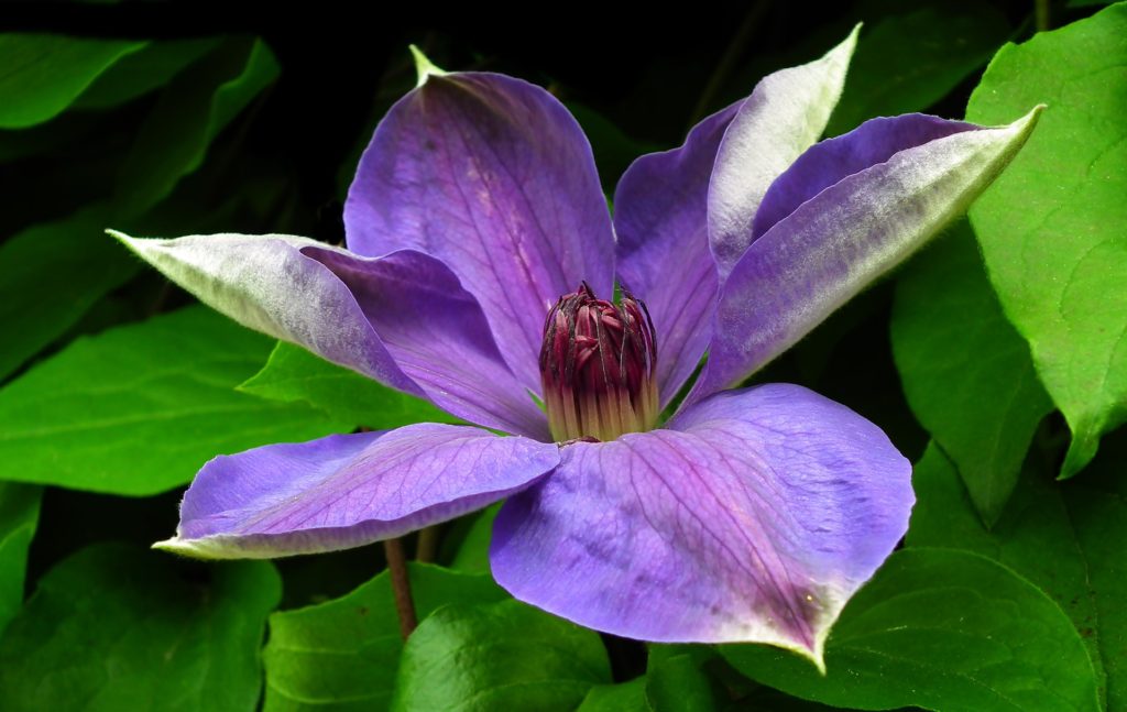 Clematis