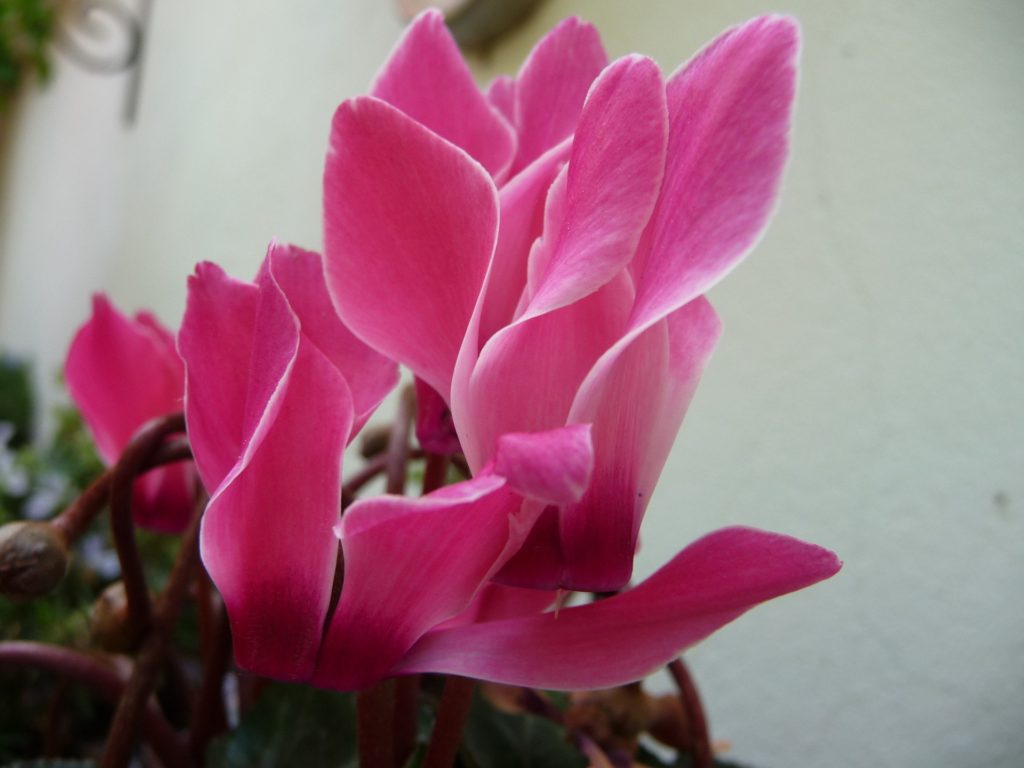 cyclamen