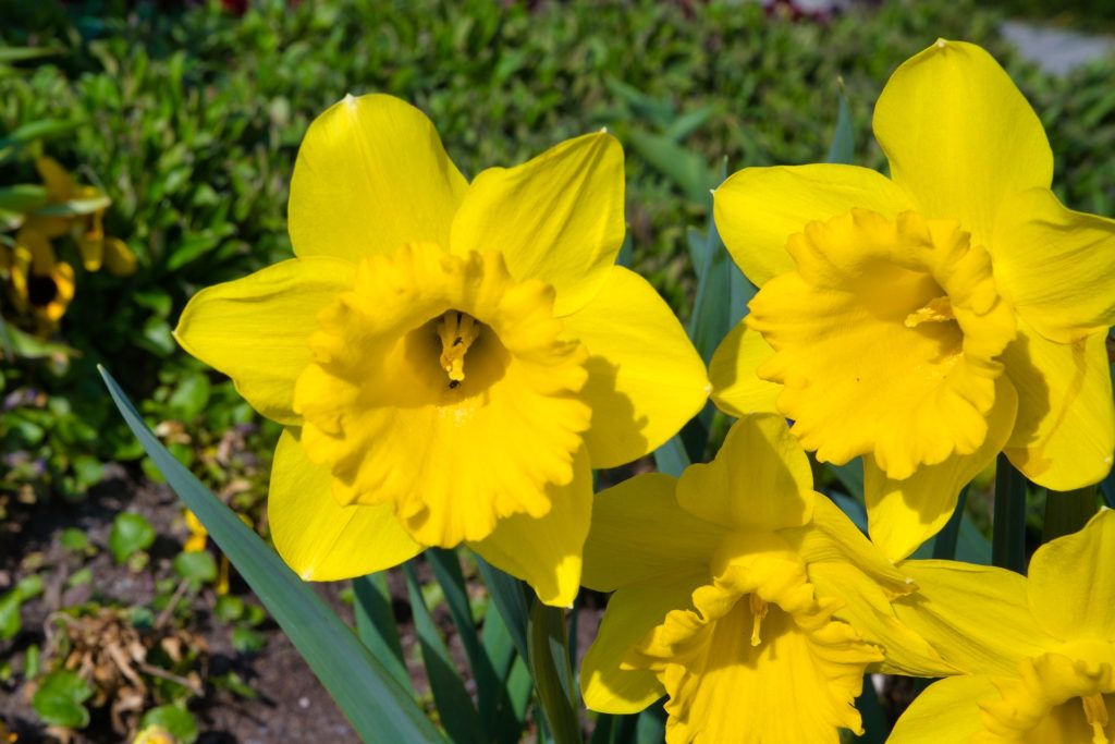 daffodil