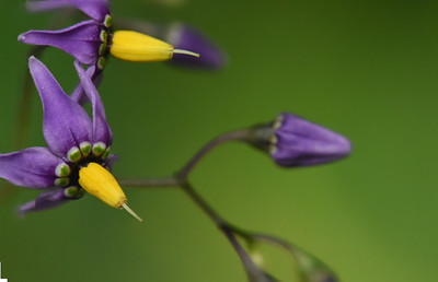 Deadly nightshade