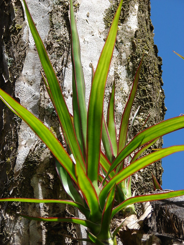 dragon tree