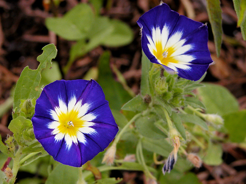 dwarf morning glory