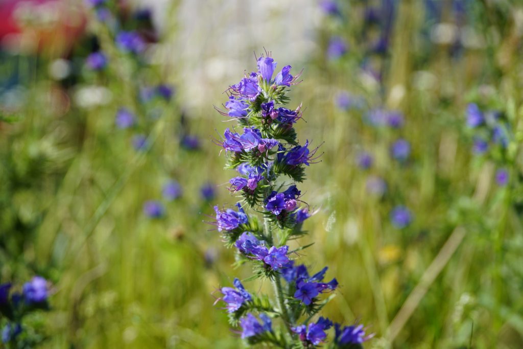 echium