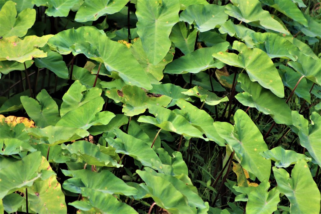 elephant ears