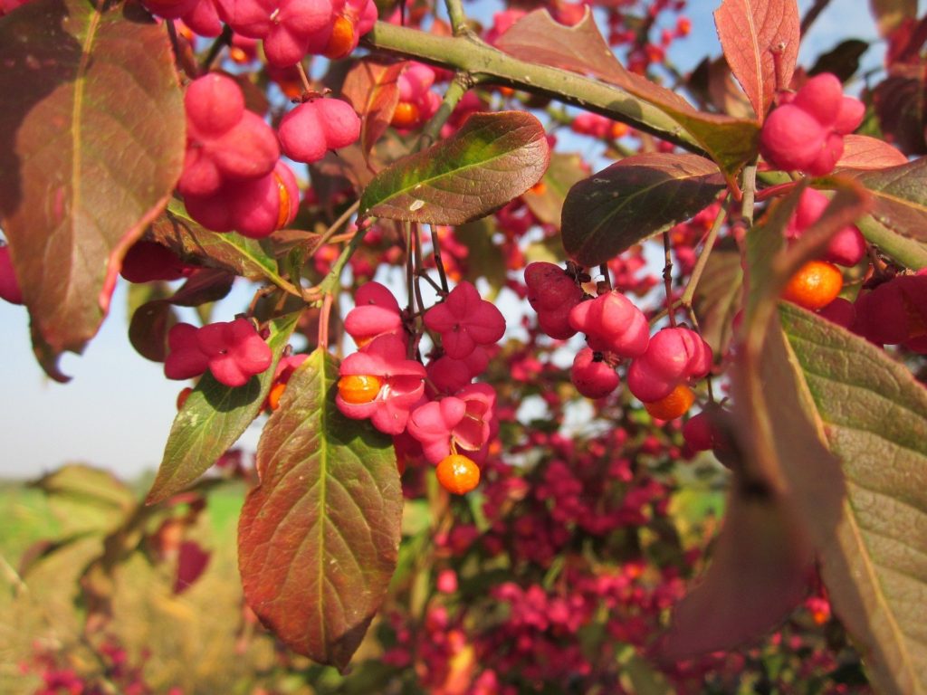 european spindle