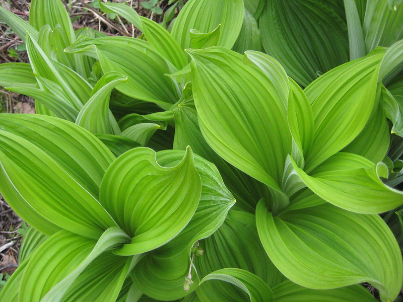 false hellebore