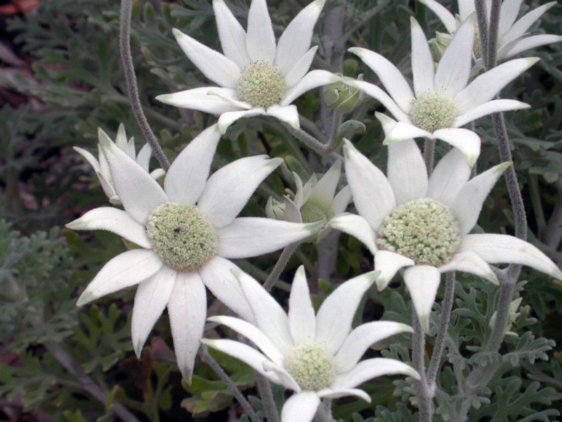 flannel flower