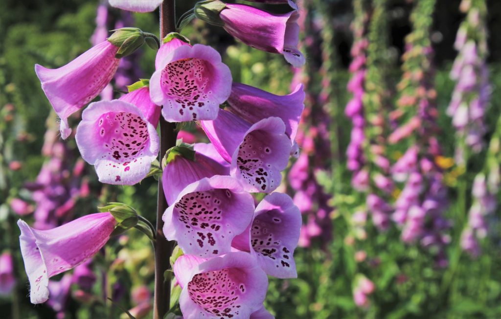 foxglove