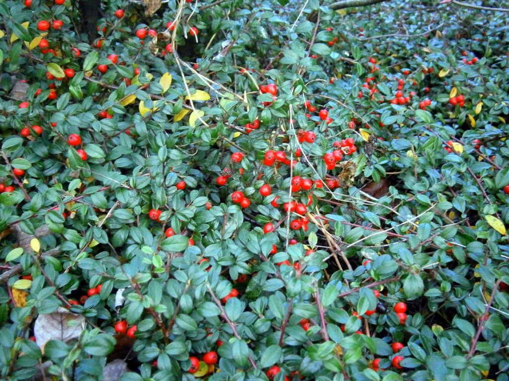 Gaultheria