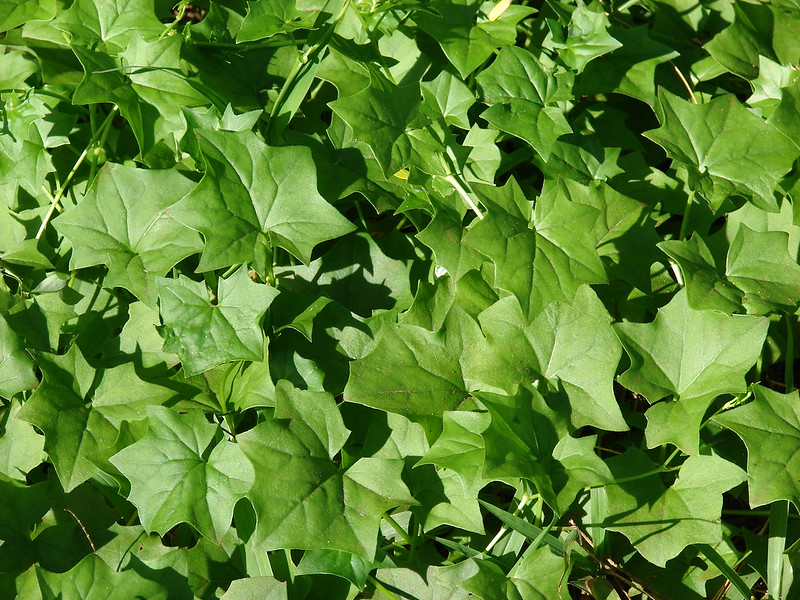 german ivy