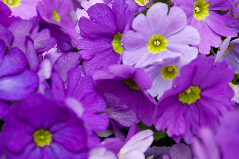 German primrose