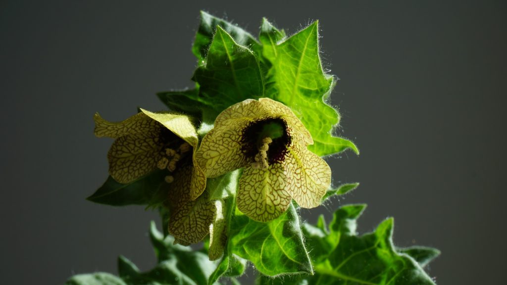 henbane