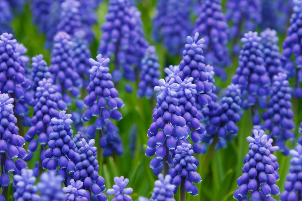 hyacinth