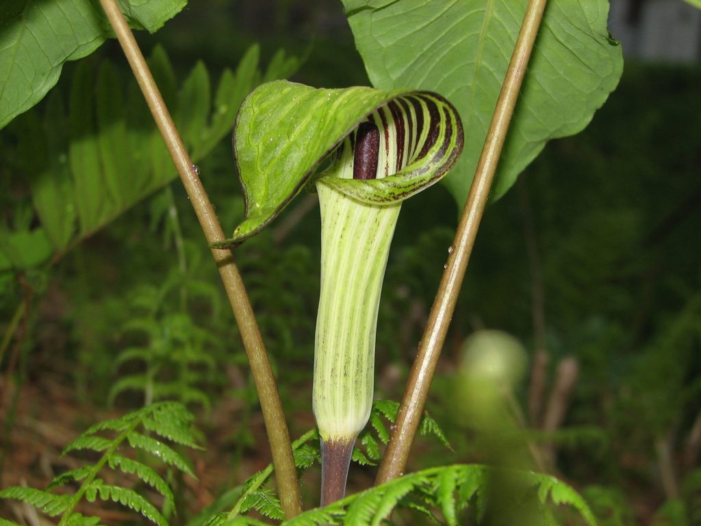 jack in the pulpit