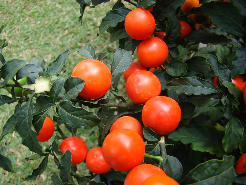 jerusalem cherry