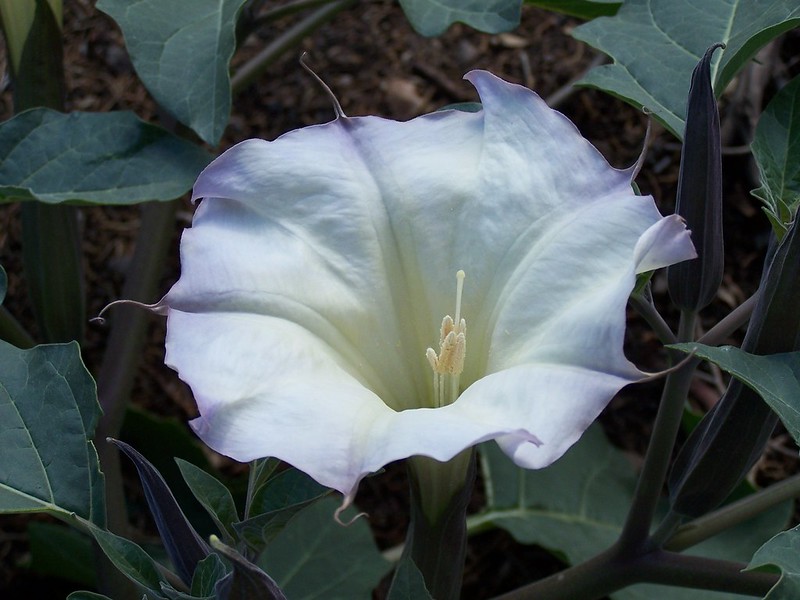 Jimson weed