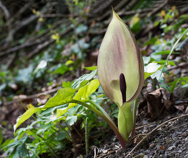 cuckoo pint