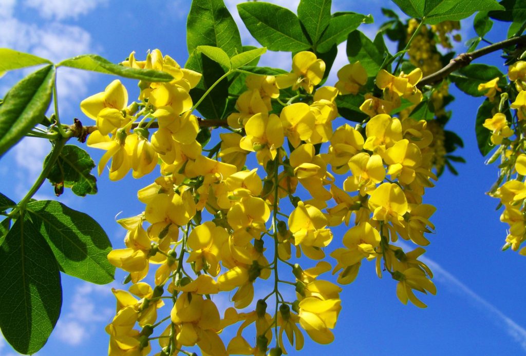 Laburnum