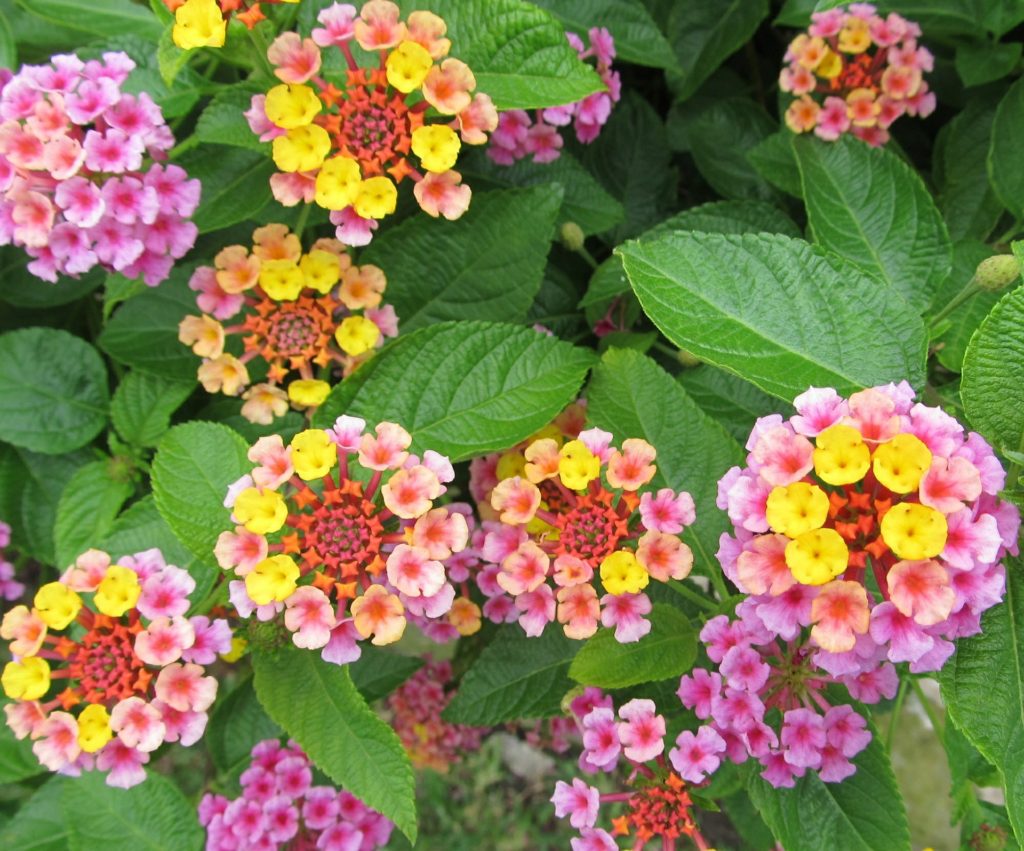 Lantana