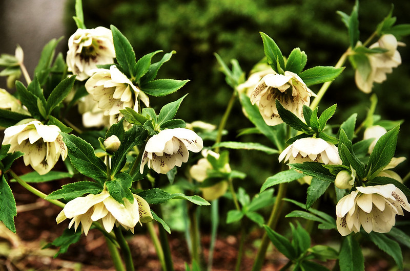 lenton rose