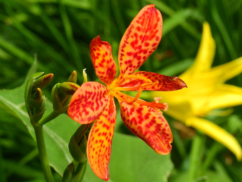 Leopard lily