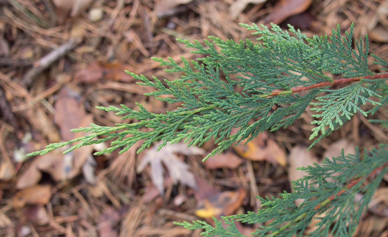 leyland cypress