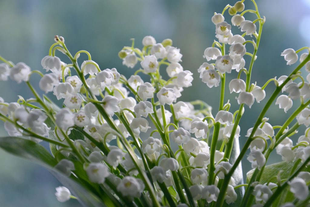 lily of the valley