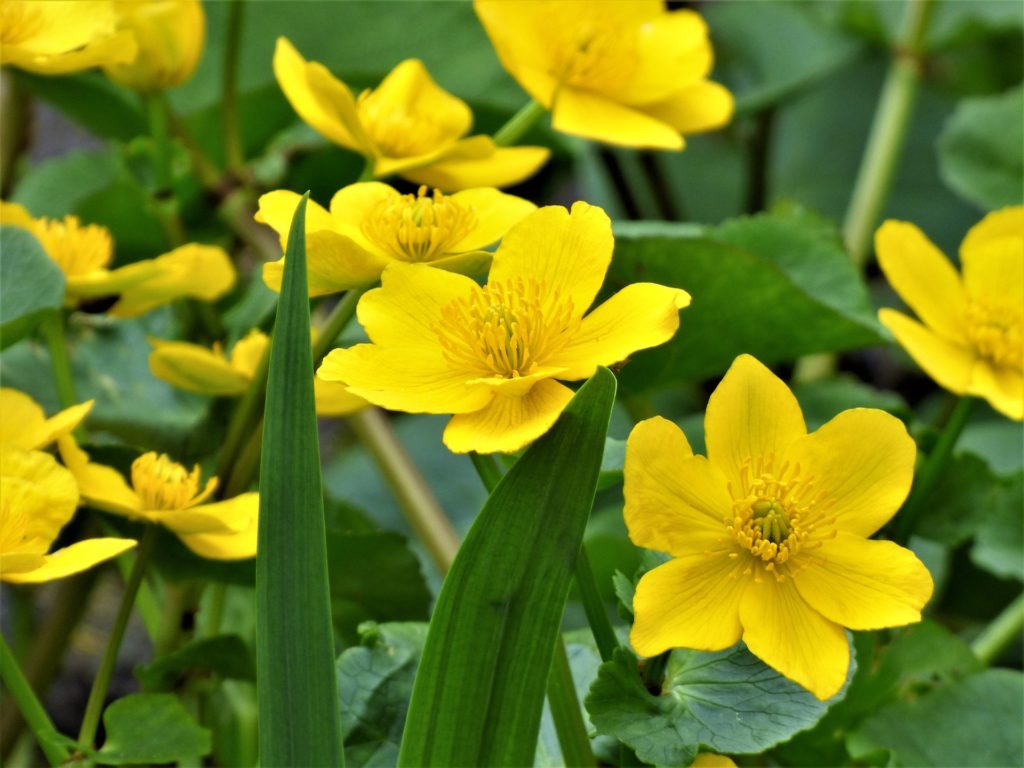 marsh marigold