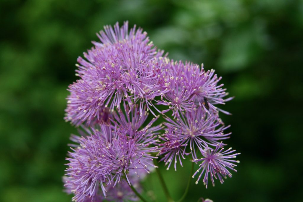 meadow rue