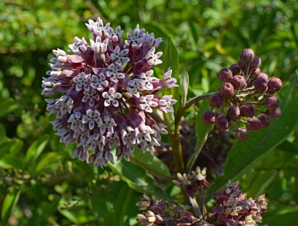 Milkweed