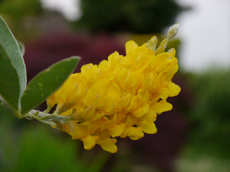 moroccan broom