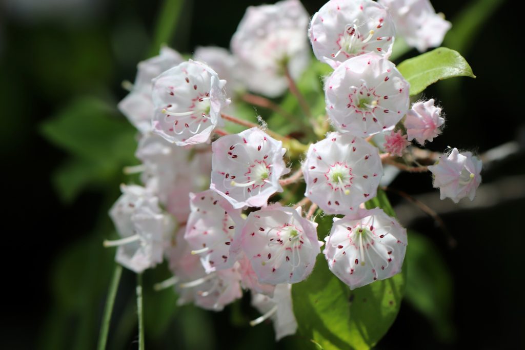 mountain laurel