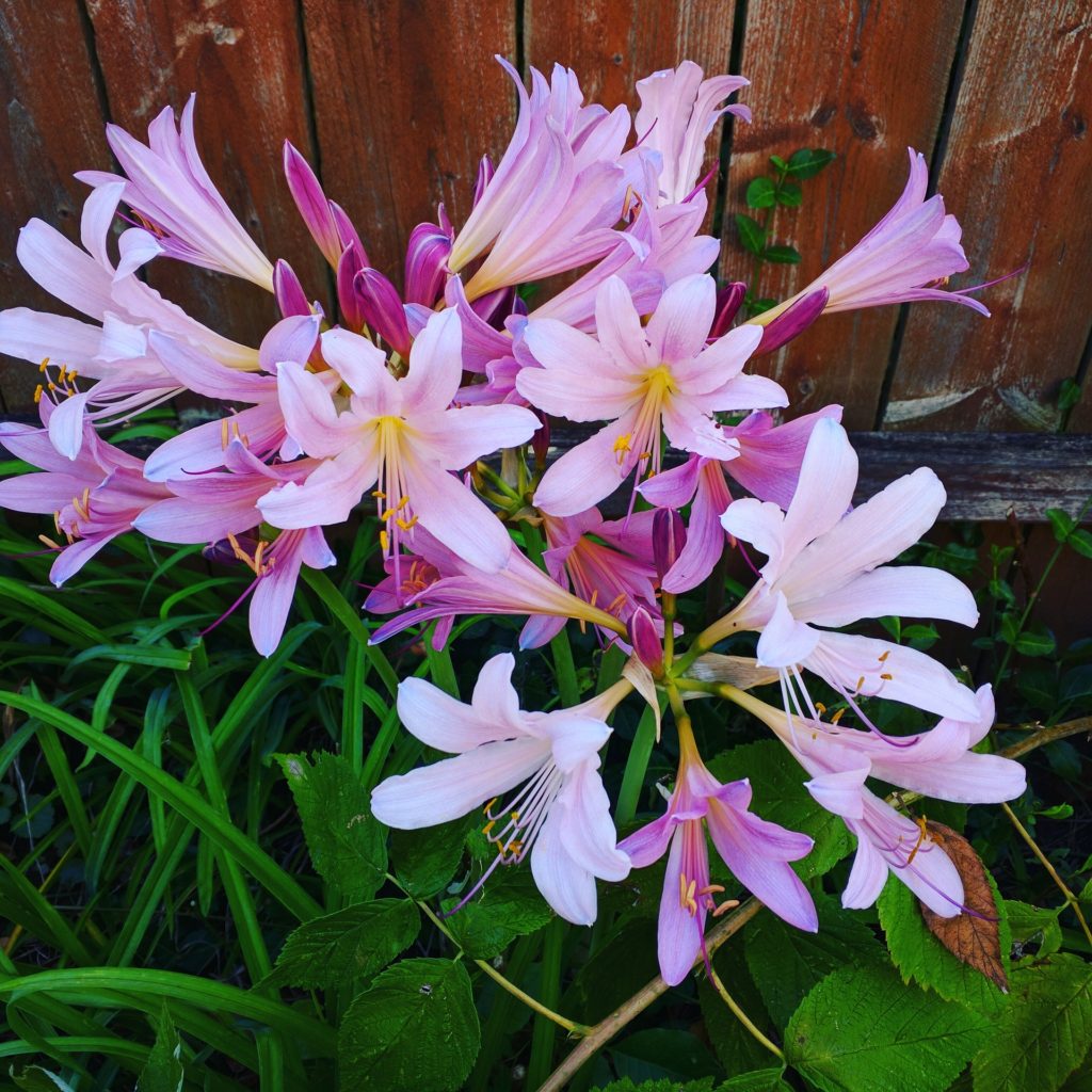 naked ladies