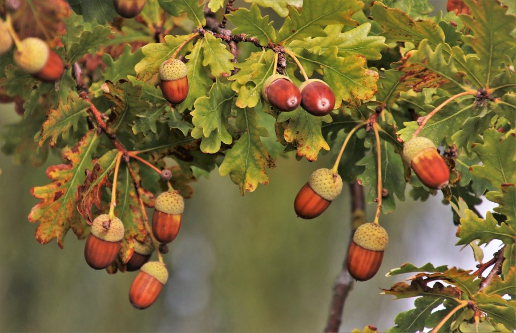 oak tree