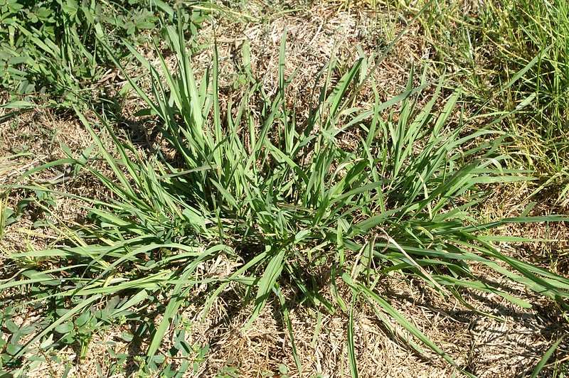 paspalum